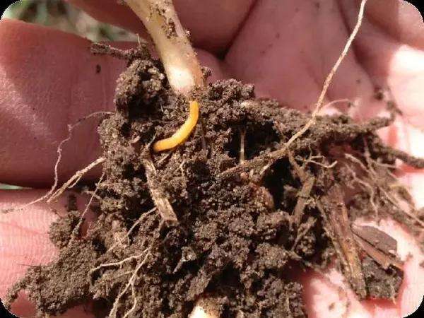 种植花生,发生金针虫害,要怎样防治?_危害