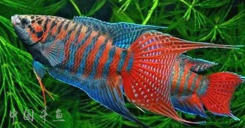 中国斗鱼流光溢彩色彩斑斓