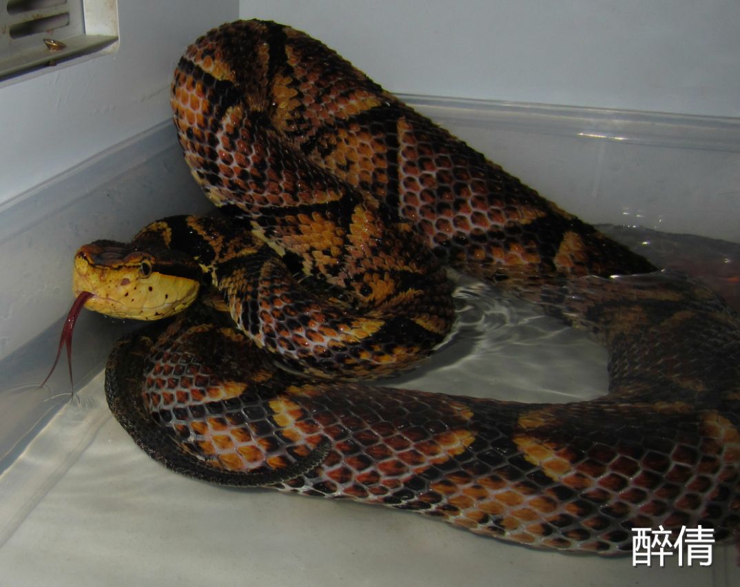 醉倩退爬从此再无云南王