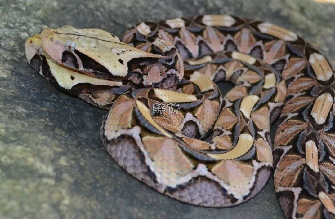 壁虎crotalus mitchellii小斑响尾蛇bitis arietans鼓腹咝蝰crotalus