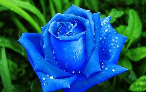 喜欢菊花,不如养"精品玫瑰"蓝色妖姬,晶莹剔透,美娇娘