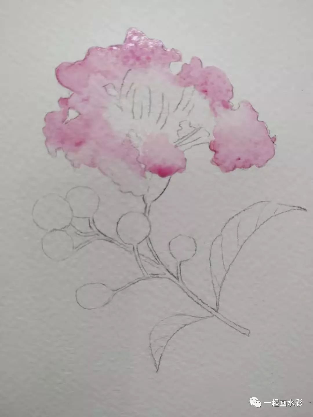 一起画水彩紫薇花向内盛开