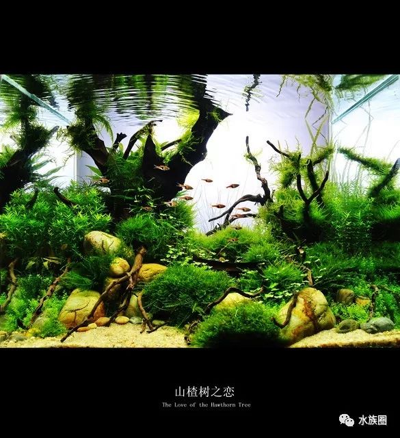 草缸造景山楂樹之戀2012ada參賽作品