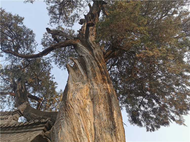 原创陕西1400年神仙古树,传为药王孙思邈所植,102年前曾"显灵"