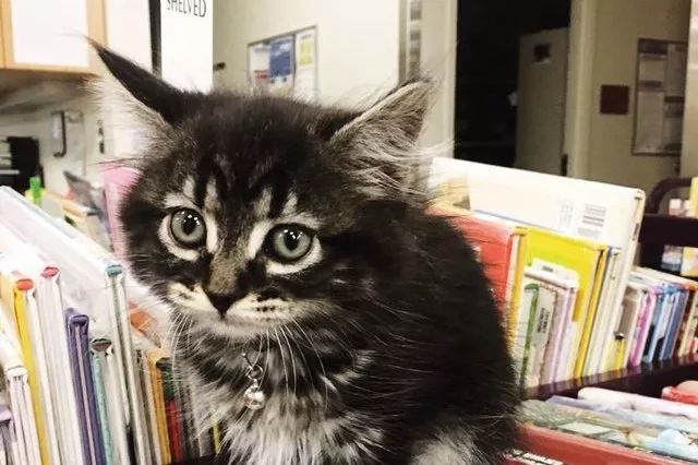 图书馆里的可爱喵星人