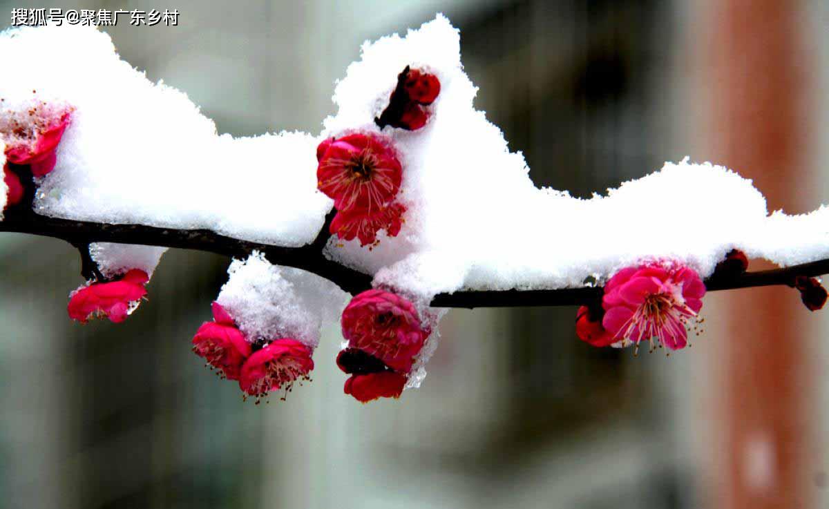 雪梅与诗冬天我要把阳光收集起来