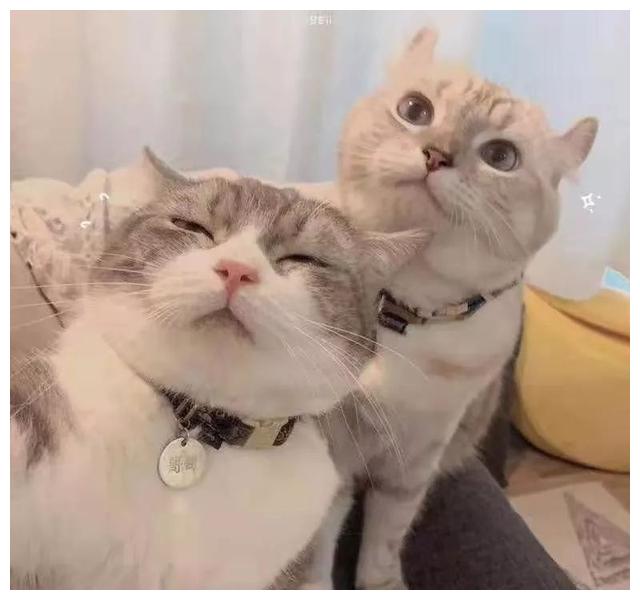 两只猫合照心机猫知道怎样拍照显得脸小