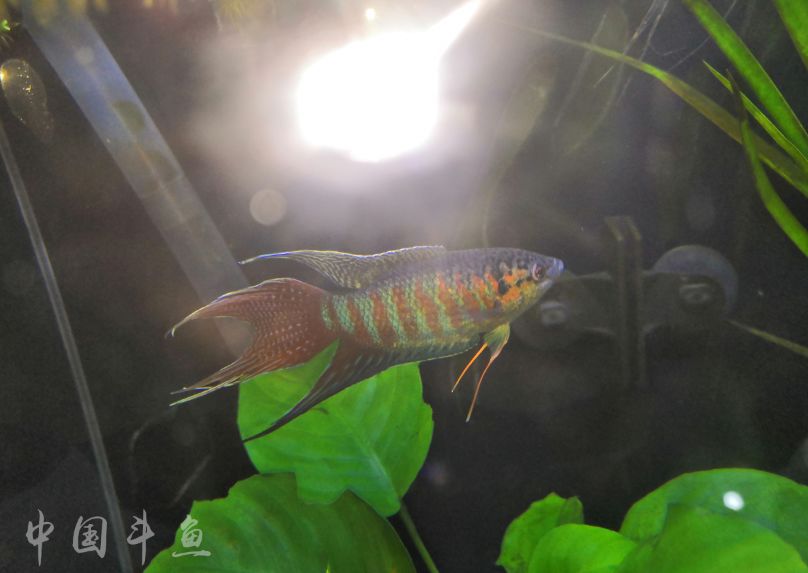 中国斗鱼流光溢彩色彩斑斓