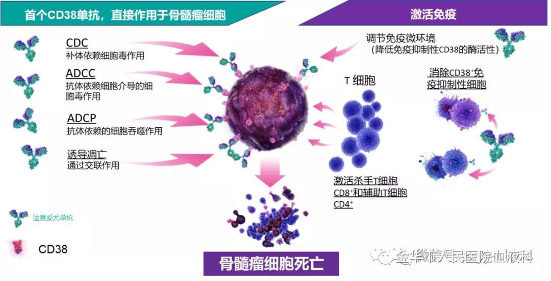 首个cd38单抗,达雷妥尤单抗,商品名:兆珂,是一种人源化,抗cd38 igg1k