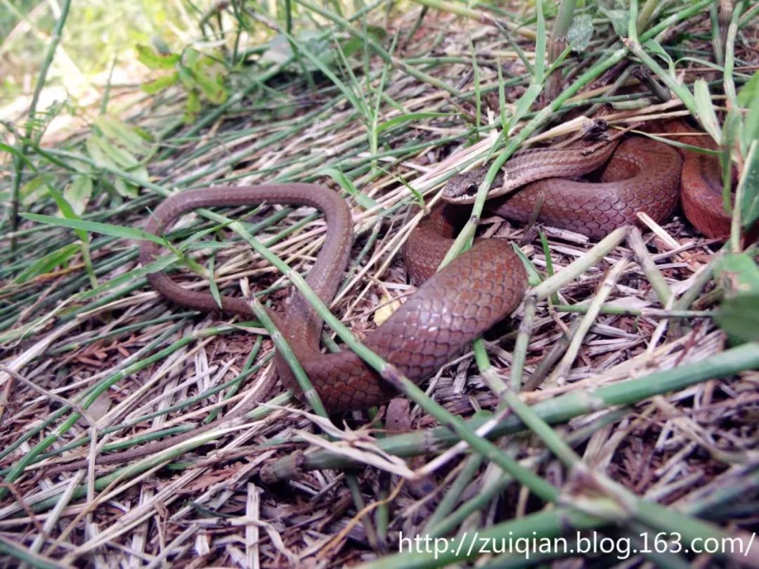 醉倩退爬,从此再无"云南王"!