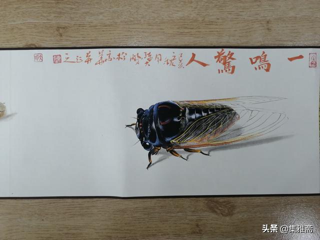 陈大鹏中国画蝉第一人