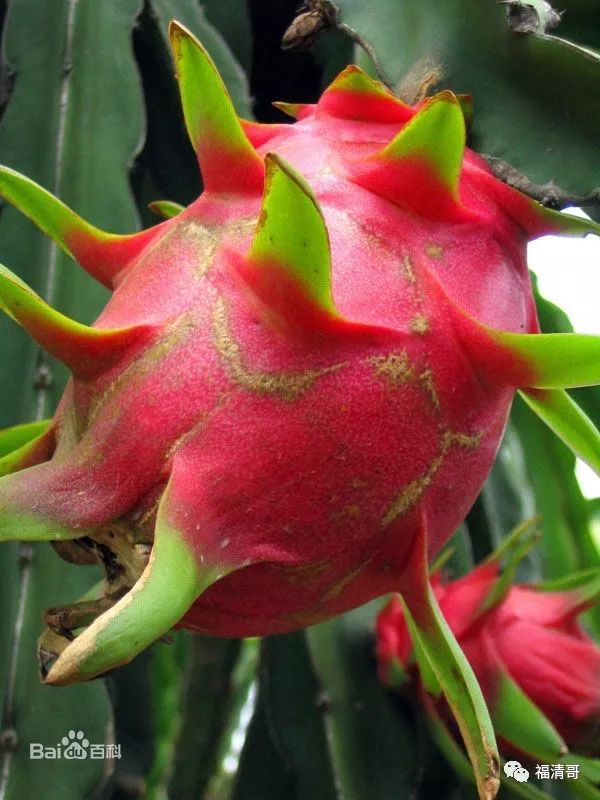 两斤重的"巨无霸"火龙果,6个月就开花结果,秘密是