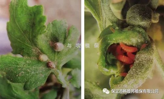 【与农小常识】菊花瘿蚊-搜狐大视野-搜狐新闻