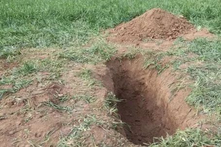 4月6日凌晨,张某来到距其家约550米的坡地,挖坑将黎某英尸体掩埋.