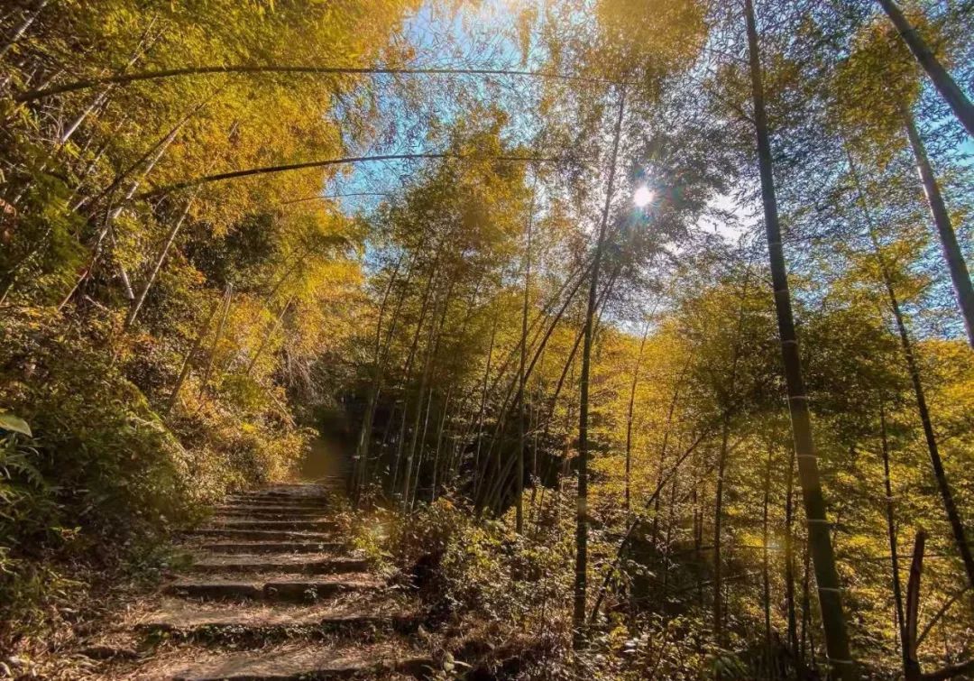 12月14日丨漫步上青古道,尋訪真假蘭若寺,落花流水竹林悠悠_紹興