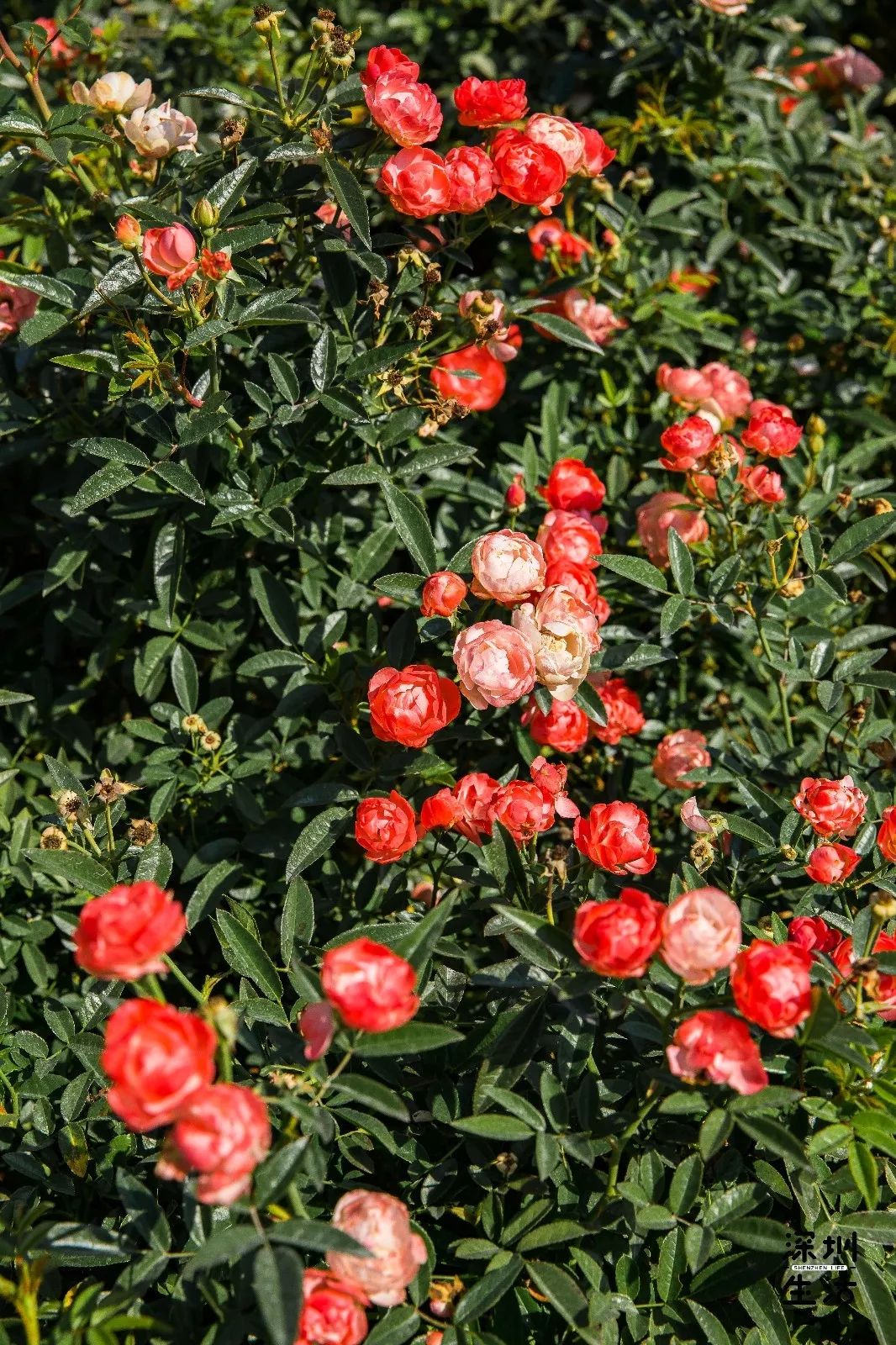 深圳市区隐藏的「湖畔玫瑰园」开花了,地铁直达!