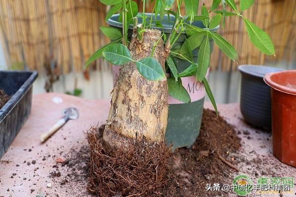 发财树冬季换盆倒盆的要点介绍