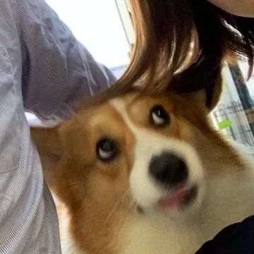 一只不善于管理表情的柯基,看上去不太聪明的亚子~_包本