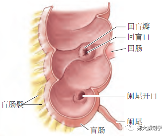 盲腸是大腸的起始段,與升結腸相連續,為一大的盲囊(長和寬各約7.