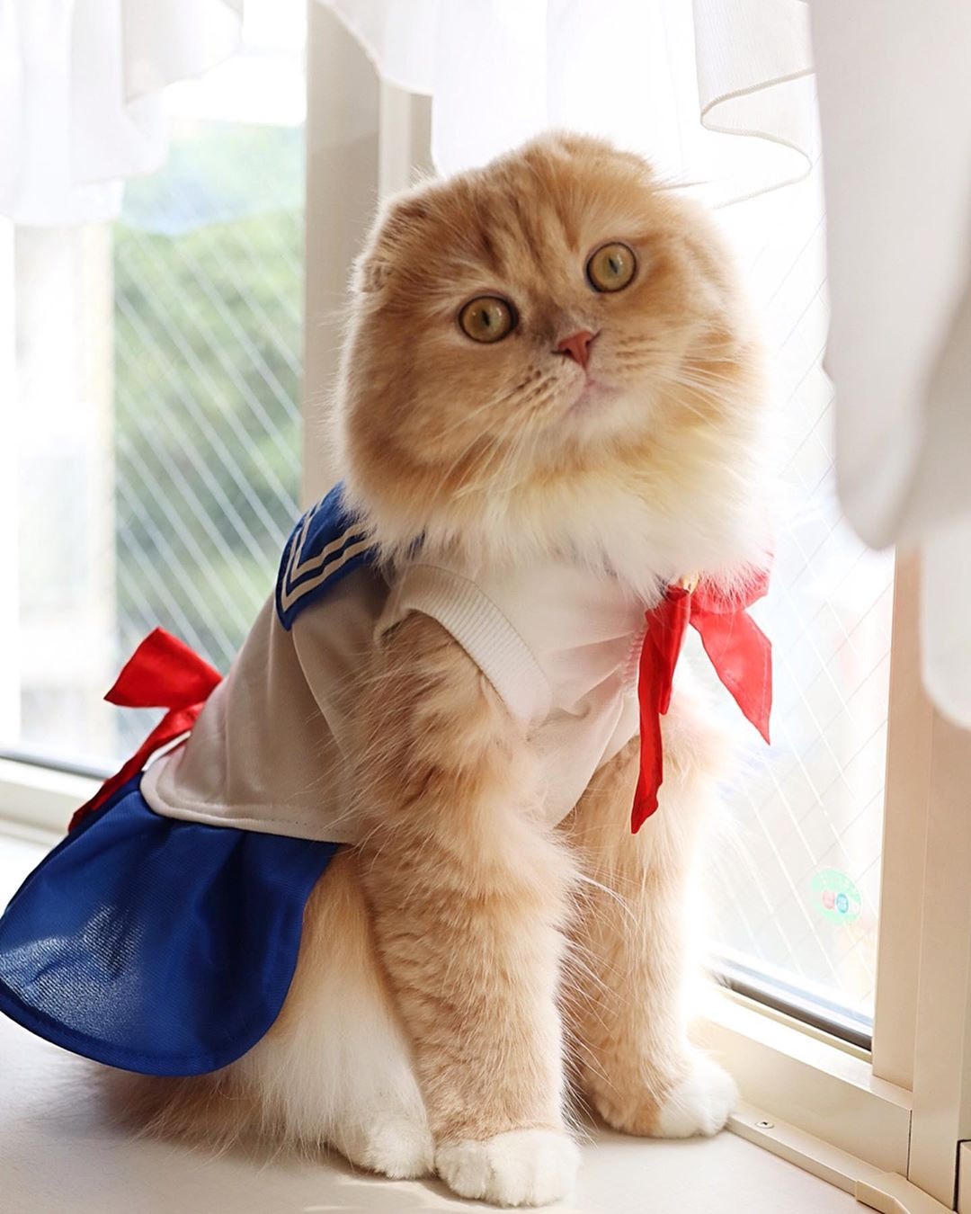 原创摺耳猫无辜眼,穿制服被锁手铐!竟然是犯了最萌的罪?