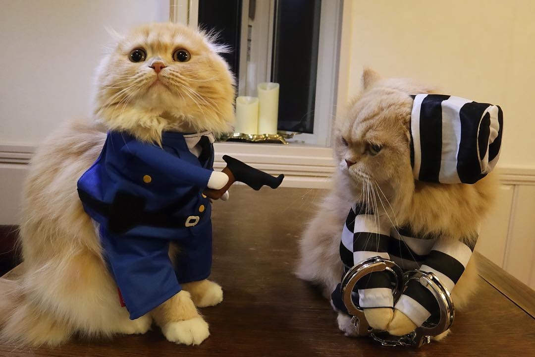 原创摺耳猫无辜眼,穿制服被锁手铐!竟然是犯了最萌的罪?