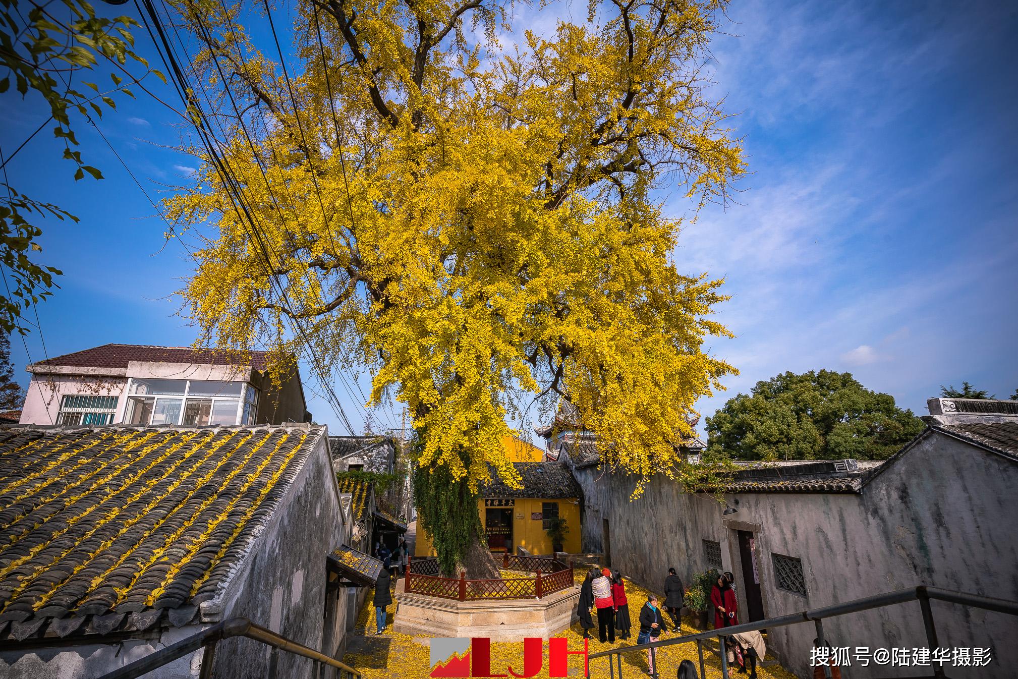 苏州太平禅寺的银杏树,800年来坚守着一份宁静