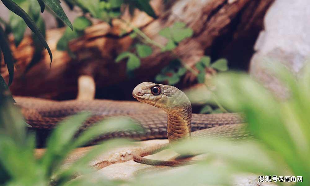 如果蛇愿意的话它能咬死自己吗
