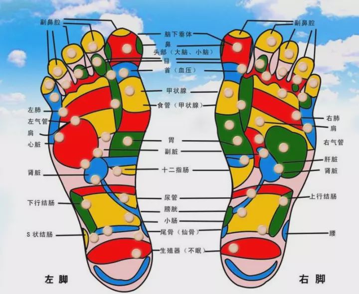 脚下有6条主要的经络,三条阳经(膀胱经,胃经,胆经)的终止点和三条阴经