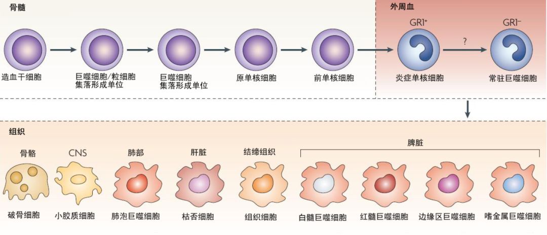 巨噬细胞基础生物学从起源到功能