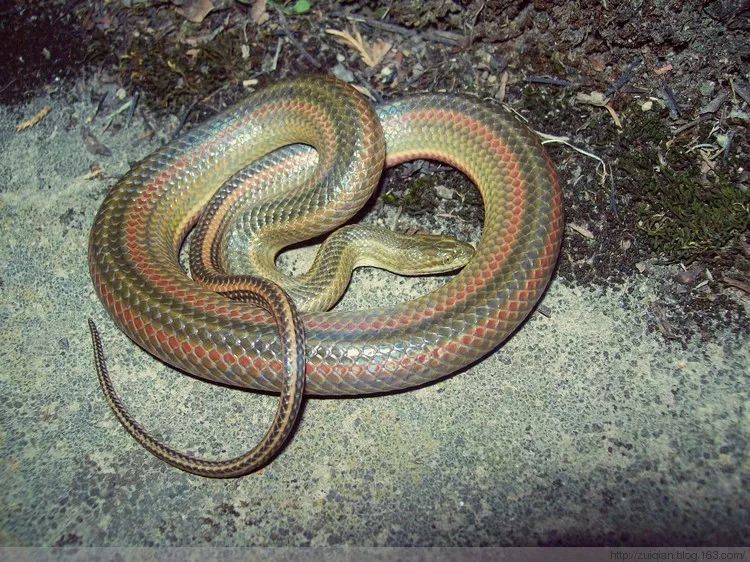 壁虎crotalus mitchellii小斑响尾蛇bitis arietans鼓腹咝蝰crotalus