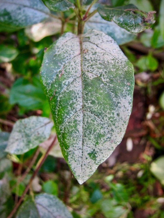 原创植物花卉容易感染霜霉病前期还发现不了可咋解决