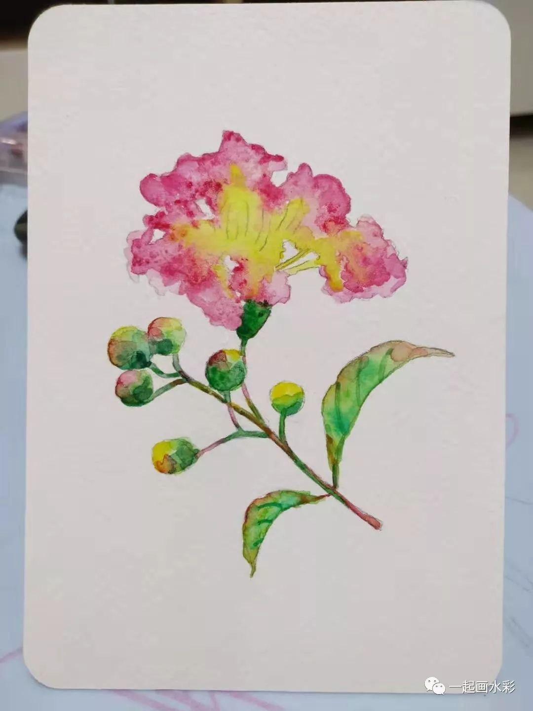 一起画水彩紫薇花向内盛开