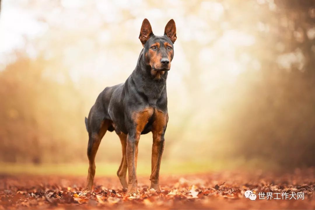 中国红犬在国外的生活状态