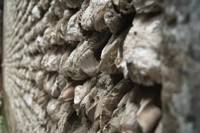吃完生蚝用10万蚝壳建房历经600年仍完好无损这样的蚝宅你见过么