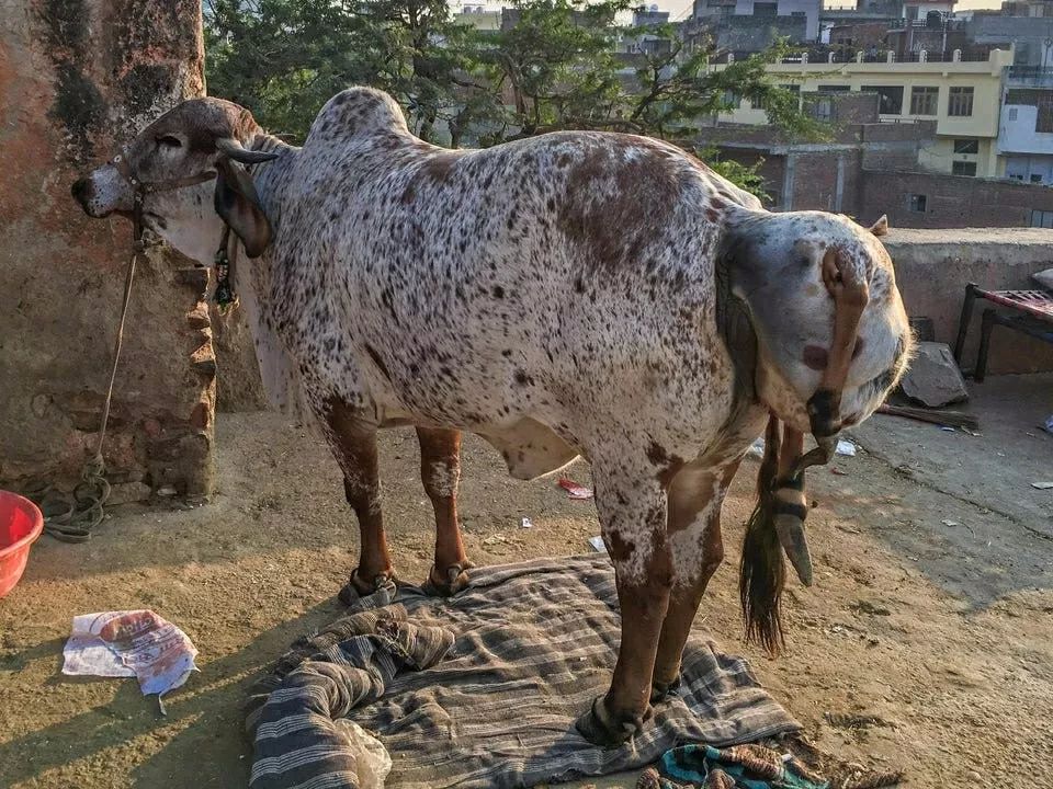 畸形牛,屁股上还吊着一头似乎被吸收掉的 小牛