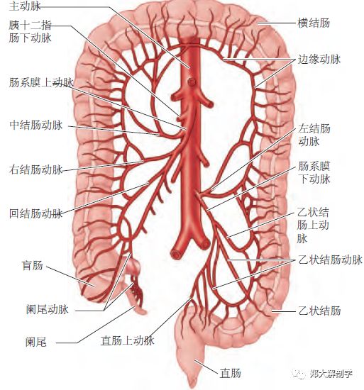 肠系膜上血管解剖图图片