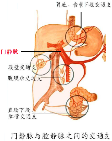 来自左心,通过肝动脉流入肝脏,供应肝脏本身的需要,约占肝脏血供的30%
