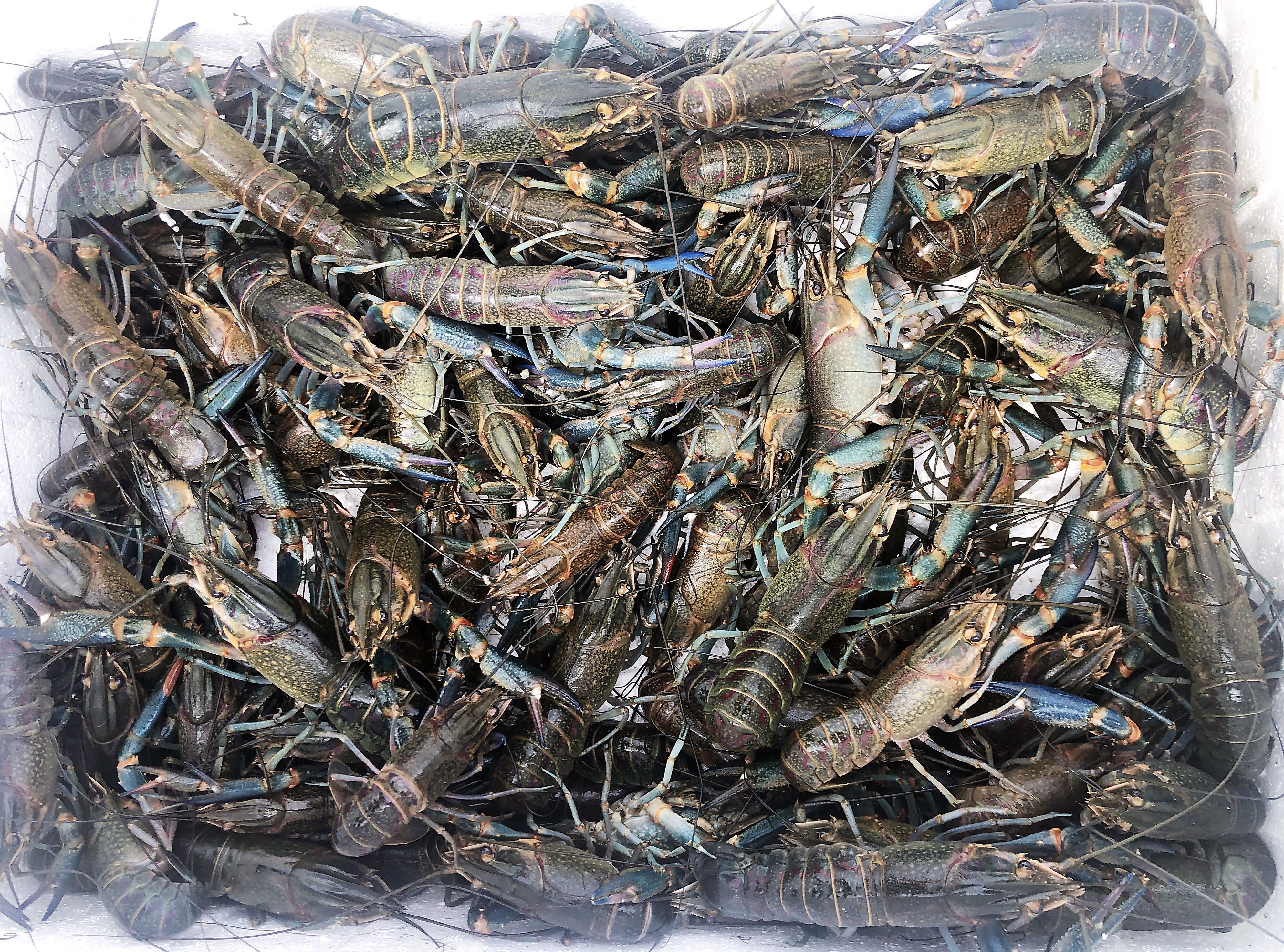 淡水澳龙成品虾张先生是湖北洪湖市的一名养殖户,有着多年养殖小龙虾