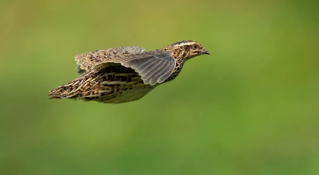 日本鹌鹑,在等待拍鸟的时候,猛然发现远处树荫里飞出一个棕黄色的鸟