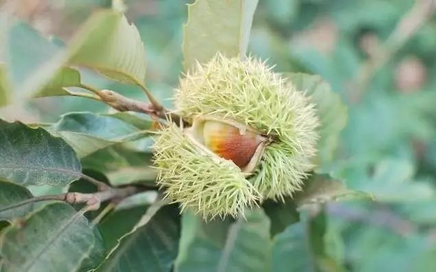 还记得那些年上山摘毛栗子吗?