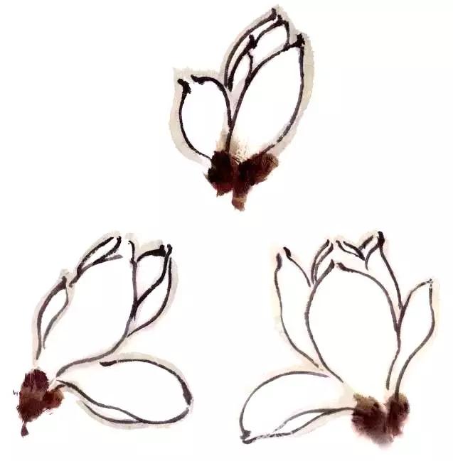 3分钟看懂——中国画花鸟画,玉兰花的画法