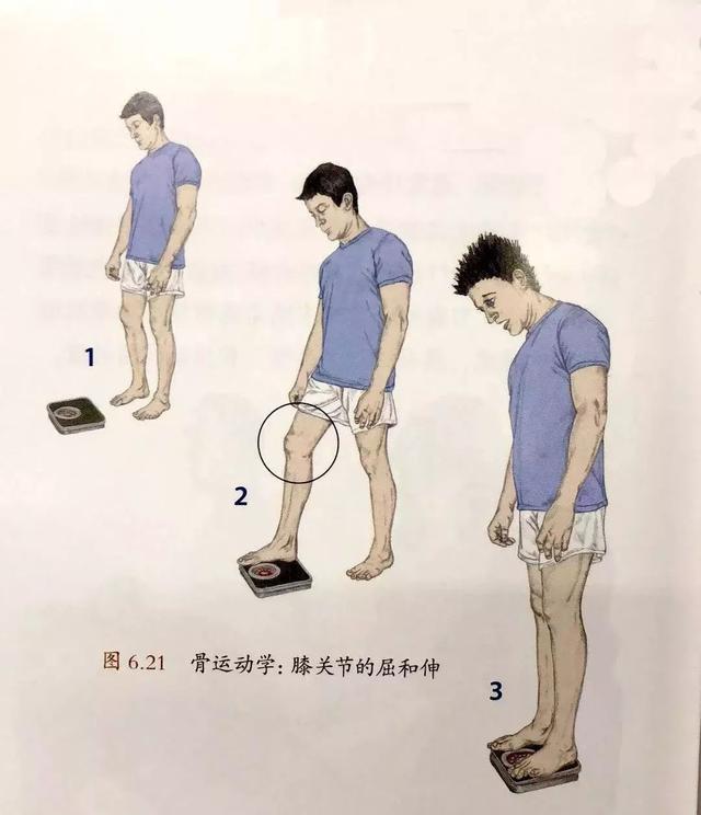 骨运动学的运动侧重于相对于面和轴的动作(如延伸和外展).