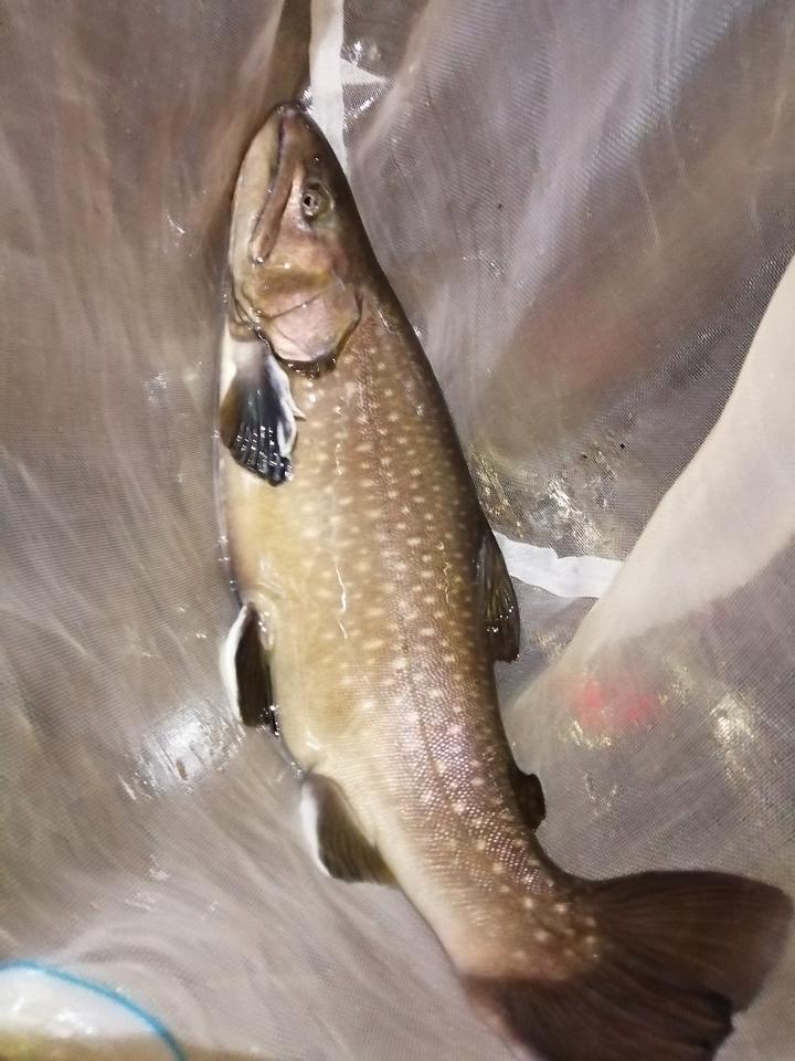 南宁的吃货有福了,到兴安家宴,能吃到华南最高峰的生态泉水鱼