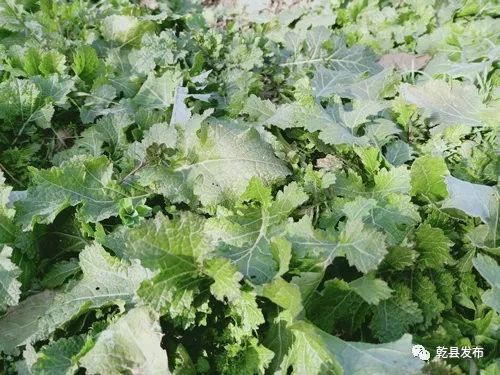 【阅读】冬日里|乾县人的美味——蔓菜_油菜叶