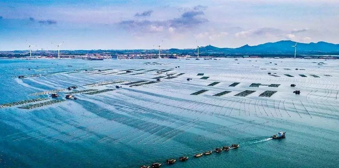 渔业界的金山银山单个牧场年产1200万斤鱼未来我国将建300个海上移动