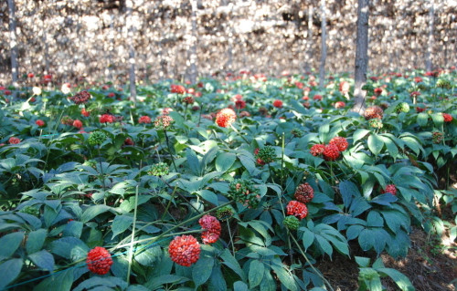 鼻子算命比较准的方法:女人福气好旺财旺家的鼻子