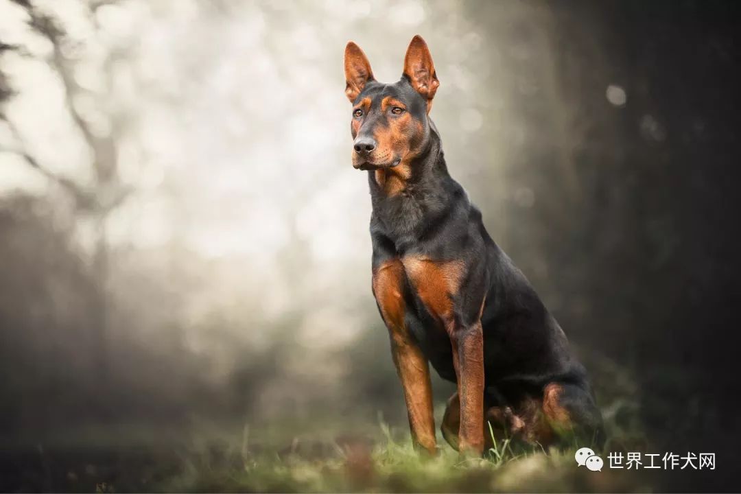 中国红犬在国外的生活状态