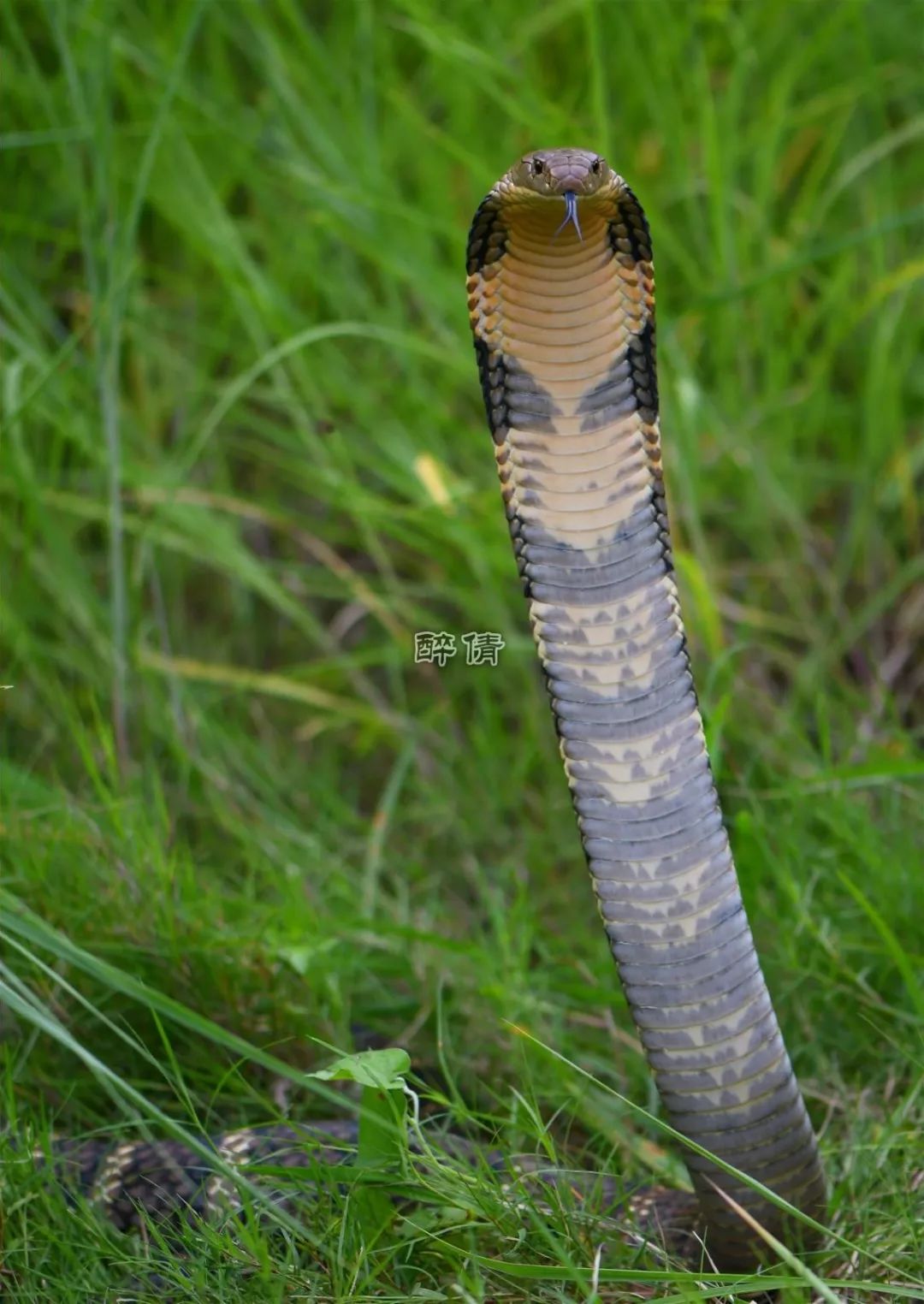 鼓腹噝蝰crotalus atrox西部菱斑響尾蛇varanus nitoticus尼羅河巨蜥p