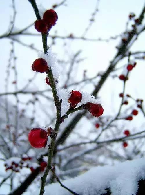 傲雪寒梅為君開