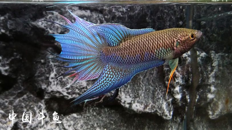 中國鬥魚流光溢彩色彩斑斕